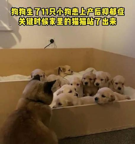 金毛犬抑郁症的症状与治疗（探究金毛犬的抑郁表现与救治方法）