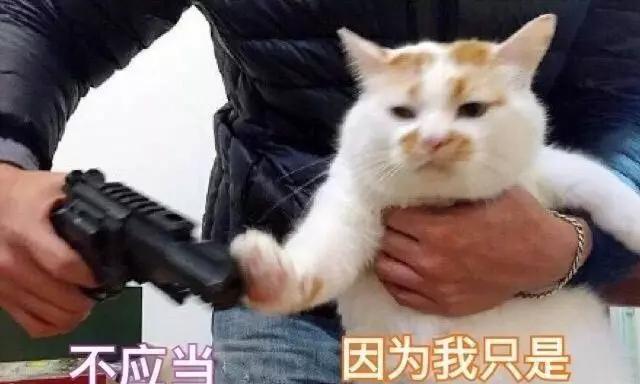 公猫眼中的小猫世界（探究公猫对小猫的看法与心理）