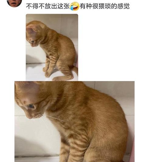 宠物猫爪子修剪的正确方法（猫咪护理必备，你需要掌握这些技巧）