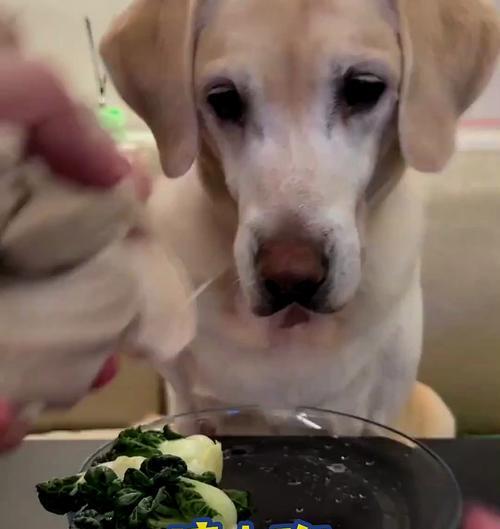 探讨拉布拉多是否适合食用蔬菜（了解拉布拉多的饮食需求及如何给它们添加蔬菜）