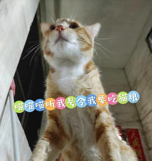 夏日猫咪为何不爱吃？（探究夏季猫咪饮食的原因及解决方法）