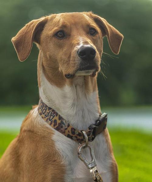 犬的日常锻炼注意事项（让宠物犬健康快乐成长的必知秘诀）