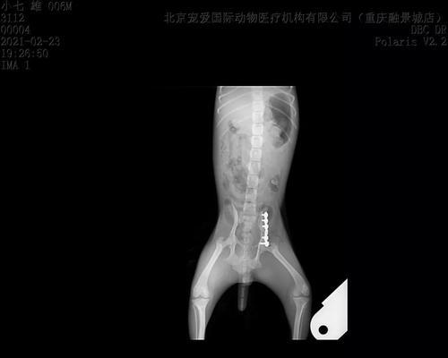 狗狗骨折处理全解析（宠物骨折应急救治、症状判断、治疗方法）