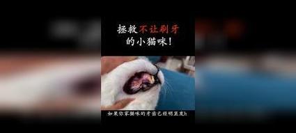 为宠物猫咪刷牙，你需要知道的所有技巧（学习正确的方法，让你的猫咪拥有健康牙齿）