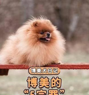 关于博美犬的饲养注意事项（从喂养、训练到医疗，全面了解如何照顾博美犬的健康成长）