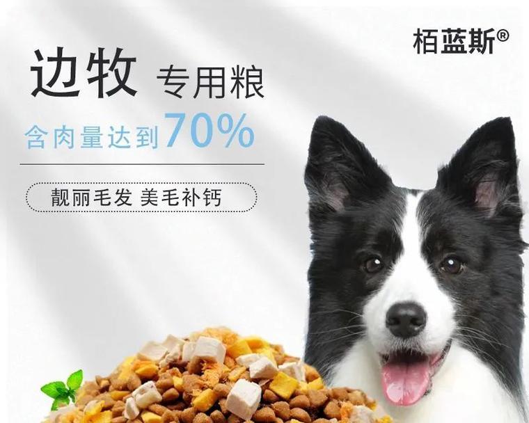 如何为你的边境牧羊犬提供营养均衡的饮食（以宠物为主的饮食调配，确保你的犬只健康成长）