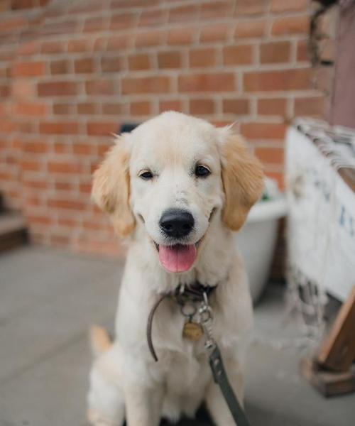 金毛犬的缺点（不完美的宠物选择与管理）