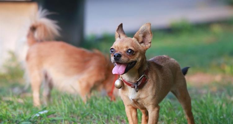 迷你杜宾犬与西瓜——能否搭配食用？（以宠物为主，探讨迷你杜宾犬是否适合食用西瓜。）