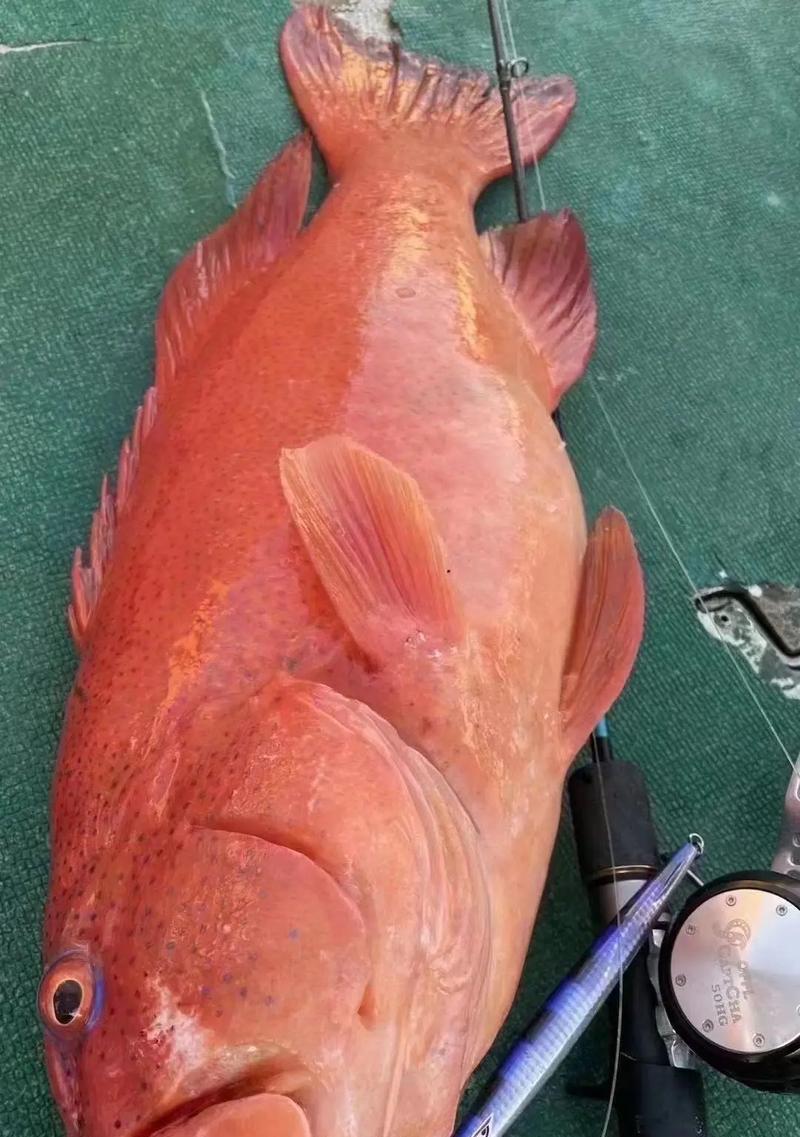 如何正确饲养蓝星鱼（从水质到饵料，打造健康水族箱）