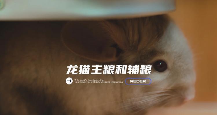 如何科学饲养金斑龙猫