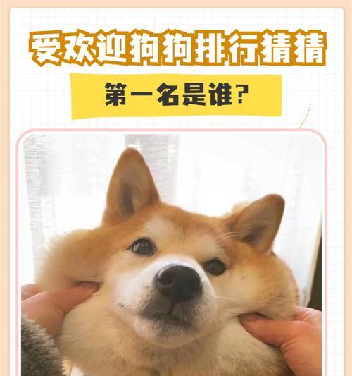 如何正确饲养玛尔济斯犬？（从喂食到训练，全方位教你成为一个优秀的玛尔济斯犬主人！）