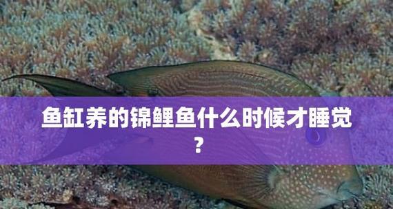 养龙凤锦鲤，为何人数稀少？（挑战饲养难度，探索神秘鱼儿的养殖之道）