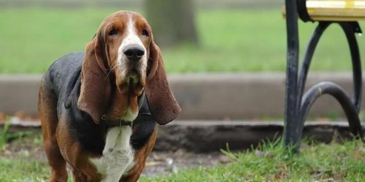 巴吉度犬（解读巴吉度犬遭嫌弃的原因及其优缺点）