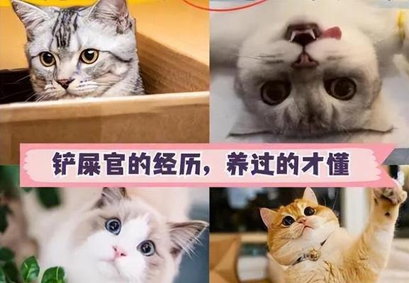 养猫的10个好处（探索与猫咪共处的愉悦之旅）