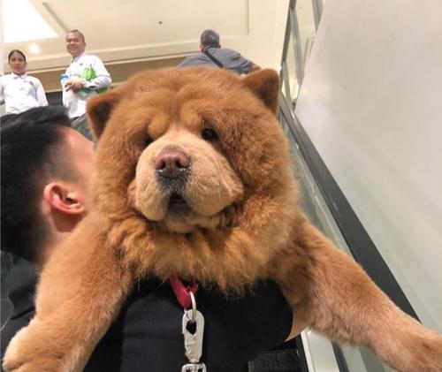 探寻松狮犬的多样品系与标准（了解不同松狮犬的特征及品质）