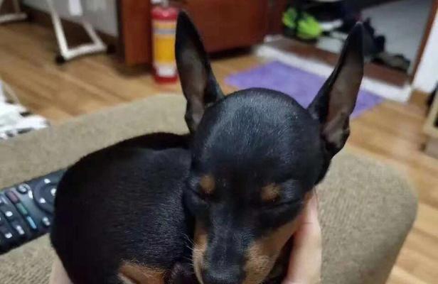 小鹿犬（探寻小鹿犬的优点与缺点，揭开它们的秘密）