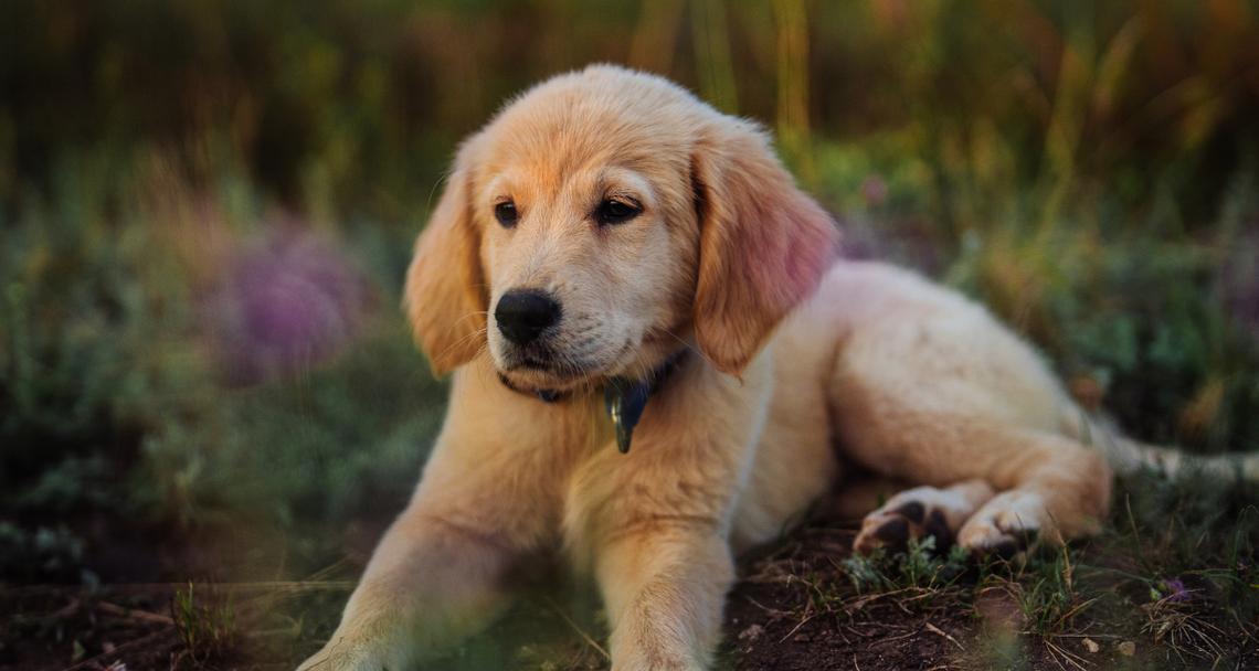 金毛犬的七大性格特点揭秘（探索金毛犬七种性格类型，了解你的金毛宝贝更多）