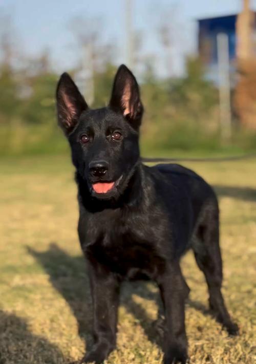 如何选择适合的东德牧羊犬幼犬（东德牧羊犬的养护技巧及注意事项）