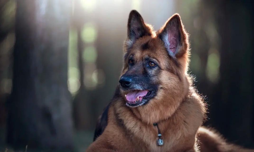 德牧犬（德牧犬的优点及养宠好处）