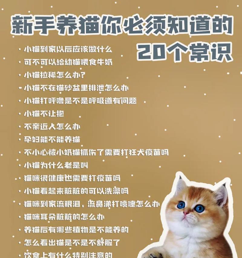 养猫的好处和坏处（探索与猫相伴的喜悦和挑战）