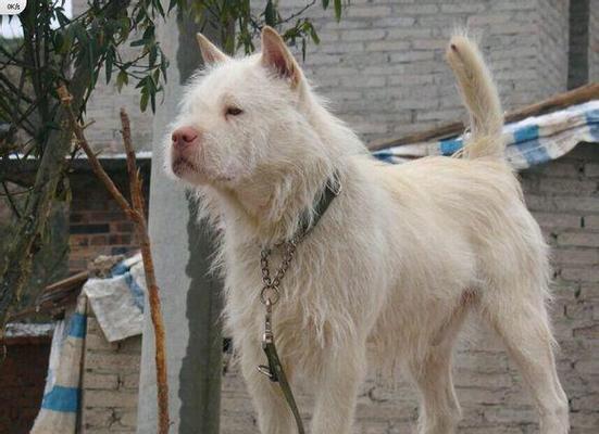 鹰叭犬（鹰叭犬的特征、性格和培养方法）