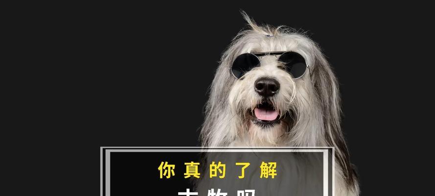 古牧犬（探秘古牧犬的价格以及其温和友善的性格特点）