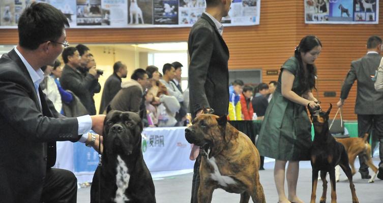 全球10大斗犬（揭秘全球十大斗犬排名，獒犬意外跻身前五！）