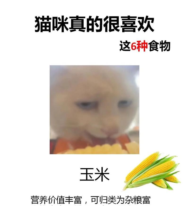 新手必看！如何选择适合养的猫咪品种