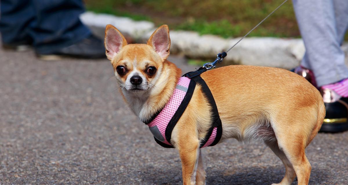 养小鹿犬的好处——拥抱快乐与陪伴（小鹿犬的优点与魅力，陪伴你一生的选择）