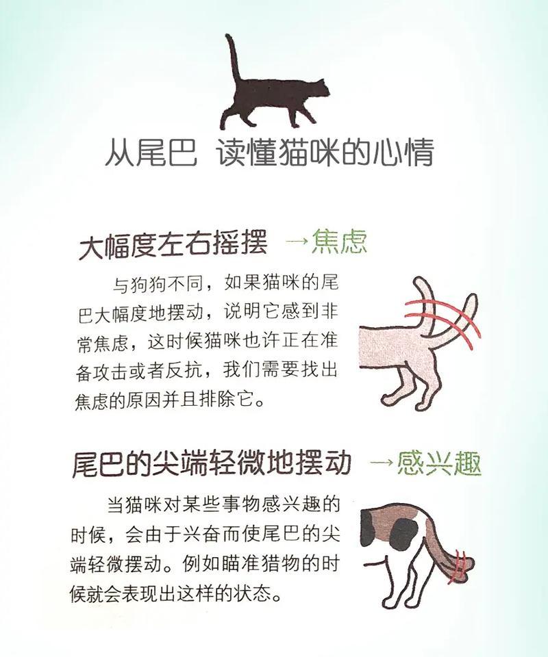 如何观察猫咪的情绪？（从猫咪的耳朵读懂情绪）