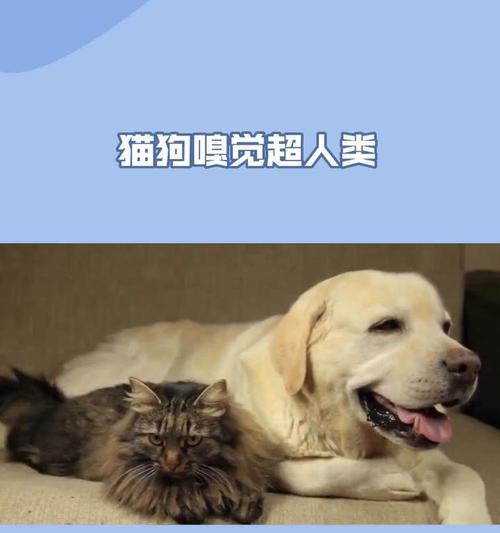 猫狗同乐（探索宠物世界中的和谐共处方式）