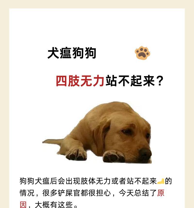 犬瘟热的症状和治疗方法（了解犬瘟热的症状及有效治疗方法）