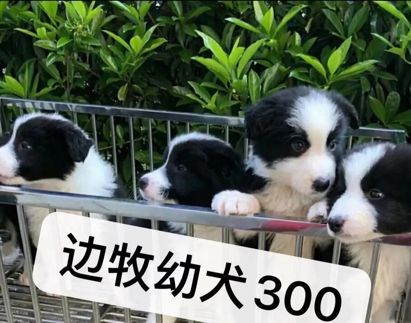 边境牧羊犬（了解边境牧羊犬的价格、性格特点以及如何正确饲养）