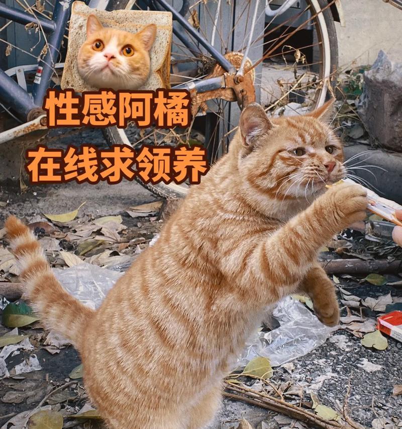 虎斑猫为什么吃不胖？（探究虎斑猫保持苗条身材的原因及其关键因素）