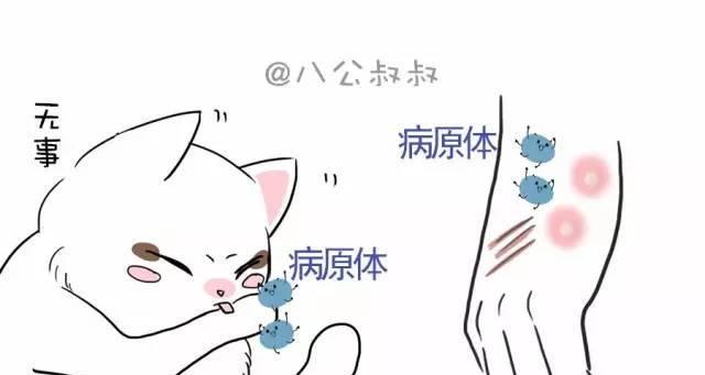 解读“猫抓热”现象（揭开“猫抓热”的真相，探究社交网络中的信息传播规律）