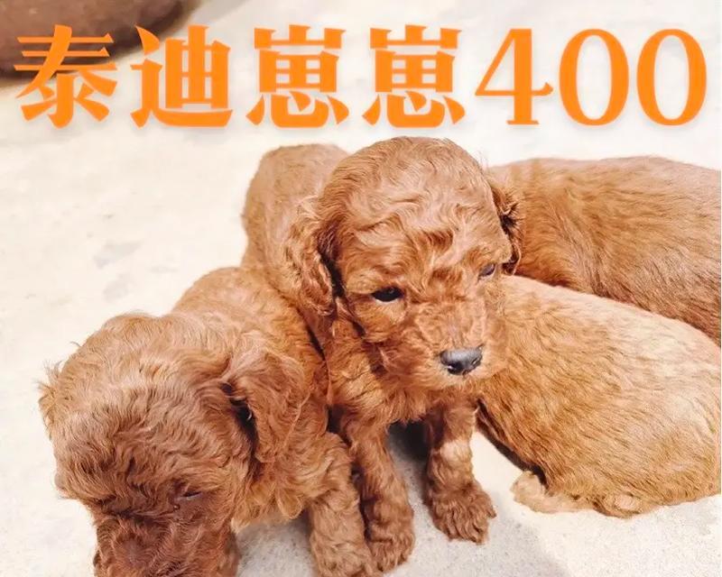 以茶杯泰迪犬为宠物的养护技巧（如何妥善照料你的茶杯泰迪犬）