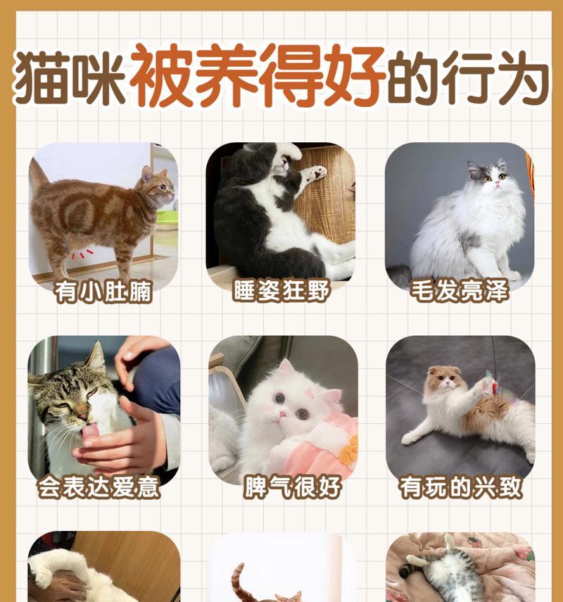 养猫的好处和坏处——宠物猫带来的喜悦与困扰（一起来看看养猫的利与弊，为你的宠物生活做准备）