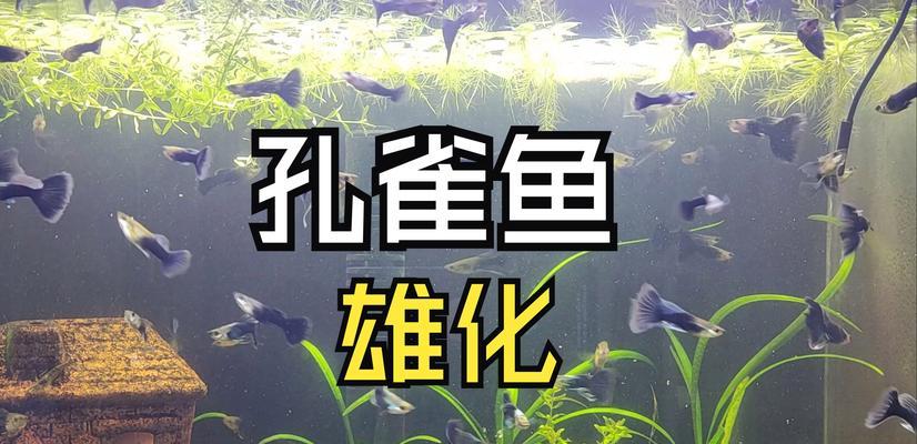 孔雀鱼公母鉴别方法大全（掌握关键技巧，轻松辨别孔雀鱼性别）