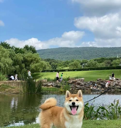 柴犬的价格与贵重程度（了解柴犬价格的关键要素及市场现状）