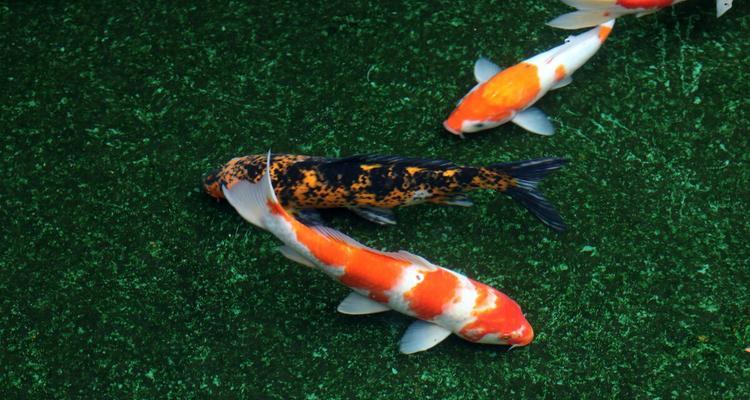 日本养宠物需要的经济支持（宠物养育所需费用和经济考量）