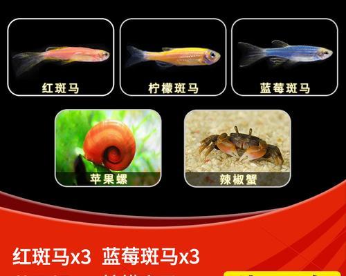 全面了解斑马鱼的养殖方法（打造美丽水族世界，掌握斑马鱼养殖关键技巧）