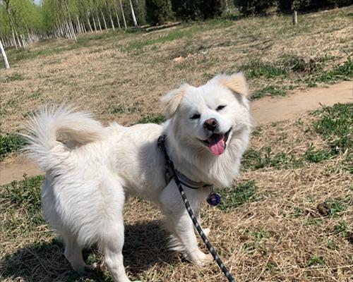 京巴犬养殖需谨慎（了解京巴犬的缺点，避免后悔终身）