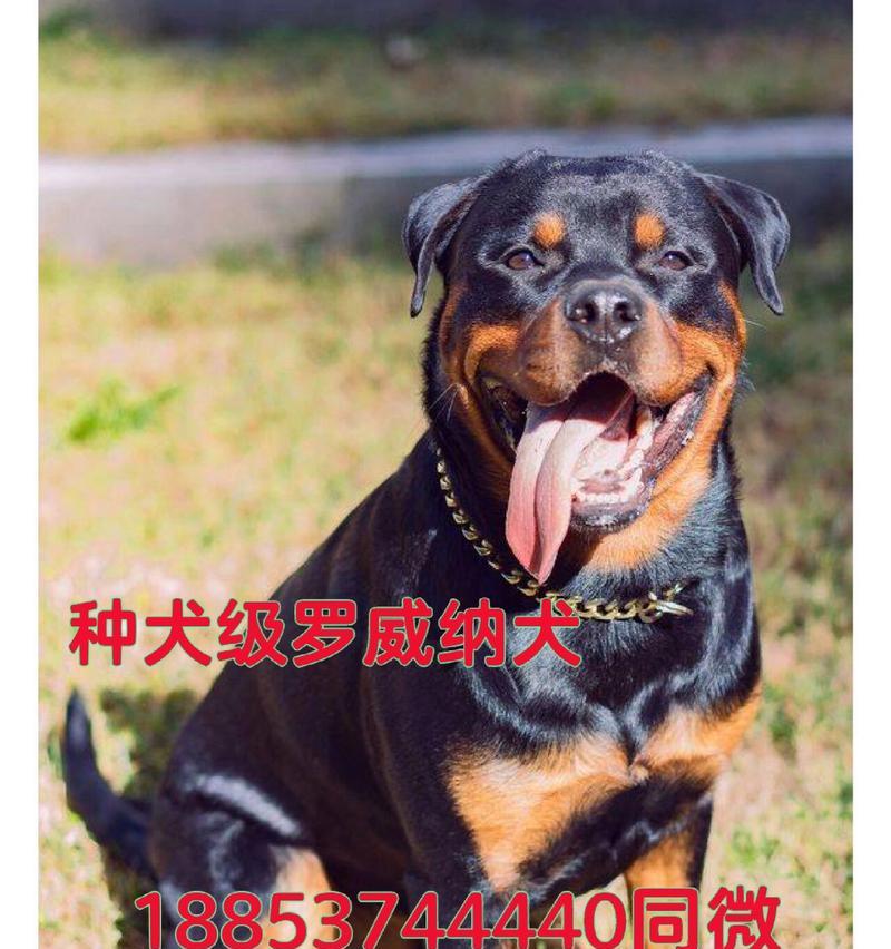 罗威纳犬（深入探究罗威纳犬作为防暴犬的优势与特点）