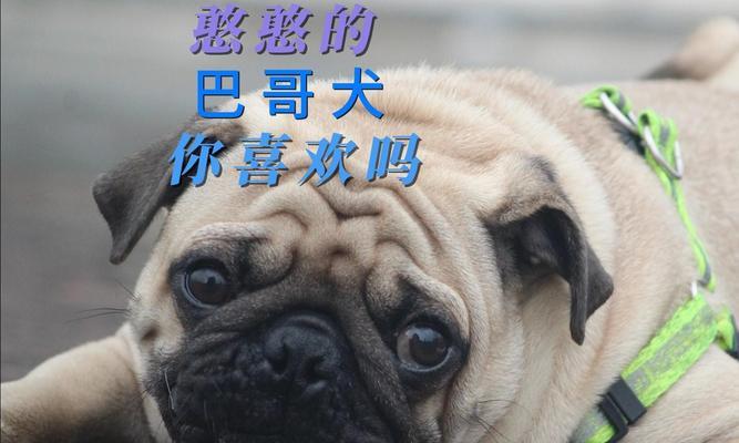 养巴哥犬的优缺点剖析（探究养巴哥犬的三大优点和四个缺点，助您做出明智的养狗选择）