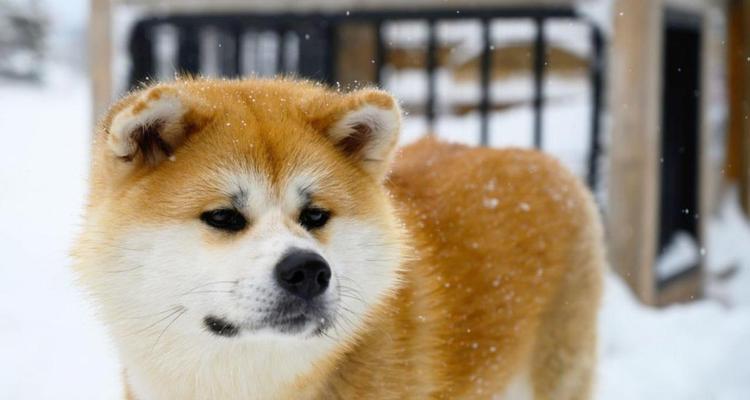 秋田犬的饲养之道（热爱秋田犬，需知的15个关键点）