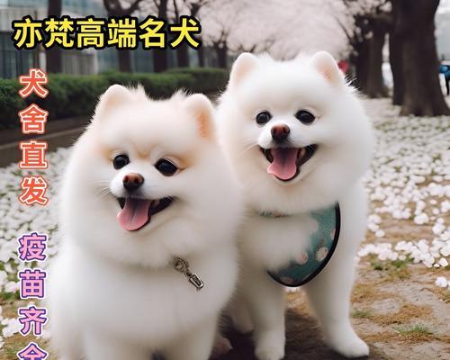 博美犬（博美犬的历史和特点）