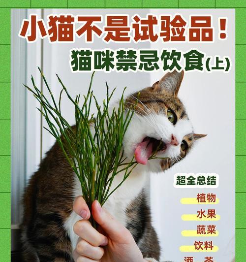 猫咪的饮食禁忌（了解这些禁忌食物，保护猫咪的健康）