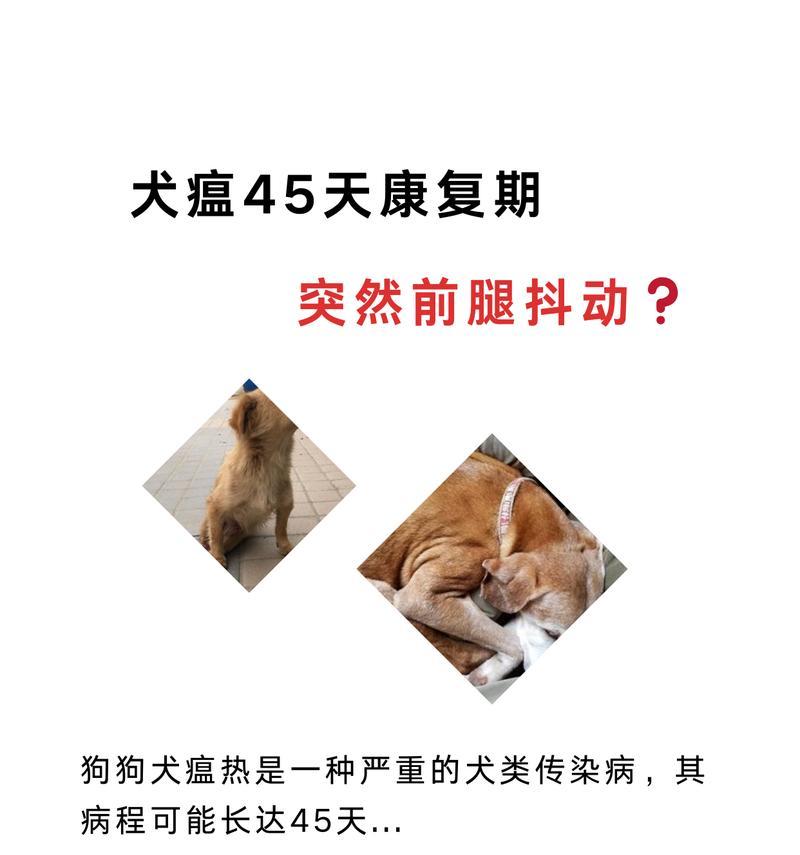 了解犬瘟热的症状和有效治疗方法（犬瘟热的危害及预防措施）