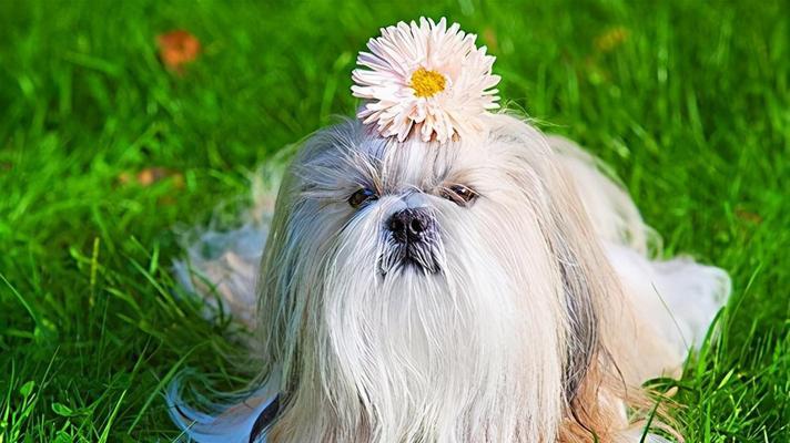 活泼美丽的西施犬——一只迷人的小型犬种（探秘西施犬的优点与魅力）