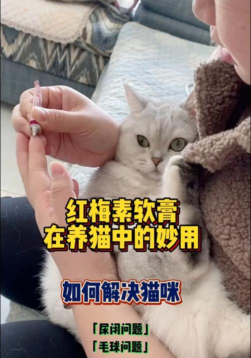 猫咪训练的常见方法（掌握这几招，让猫咪听话亲近你）